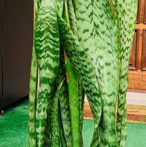 Meet your Posher, Lee